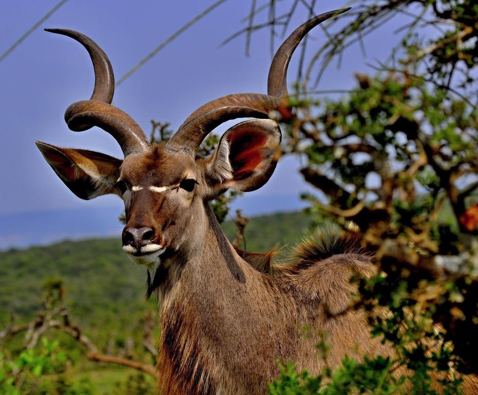 Umlambo River Lodge Kirkwood Exteriér fotografie